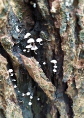 Phloeomana alba