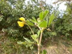 Medicago rigidula