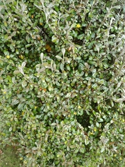 Corokia