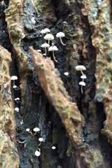 Phloeomana alba