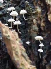 Phloeomana alba