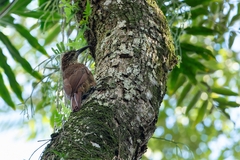 Xiphocolaptes albicollis