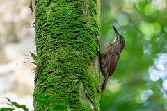 Xiphocolaptes albicollis