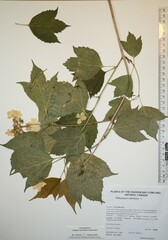 Viburnum opulus americanum