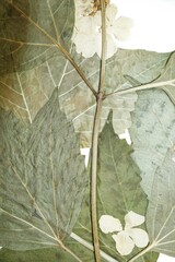 Viburnum opulus americanum