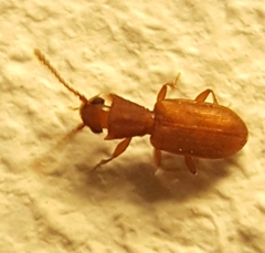 Silvanoprus