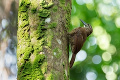 Xiphocolaptes albicollis