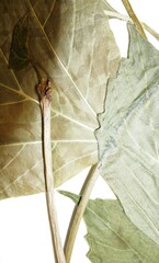 Viburnum opulus americanum