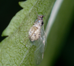 Entomophthorales