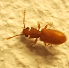 Silvanoprus