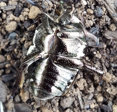 Protaetia aurichalcea