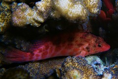 Cirrhitichthys oxycephalus