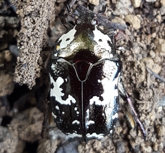 Protaetia aurichalcea