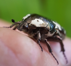 Protaetia aurichalcea