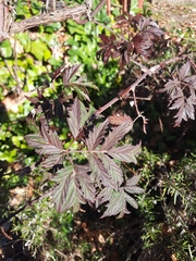 Rubus laciniatus