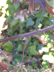Rubus laciniatus