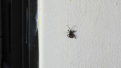 Pachylis argentinus