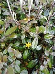 Corokia