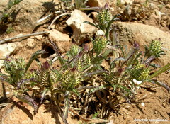 Atractylis cancellata