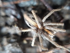 Pisaura