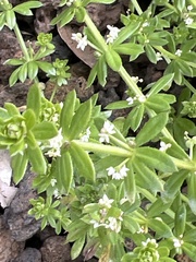 Galium verrucosum