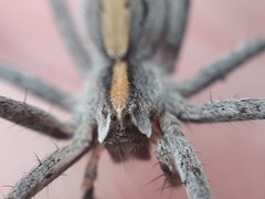 Pisaura