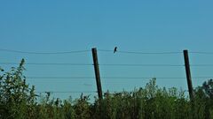 Sporophila caerulescens