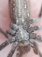 Pisaura
