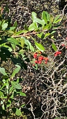 Heteromeles arbutifolia