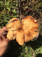 Polyporus