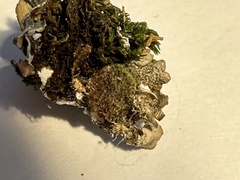 Punctelia subrudecta