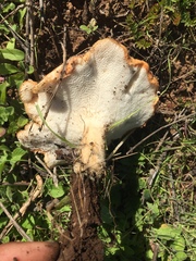 Polyporus