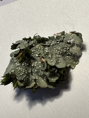 Punctelia subrudecta