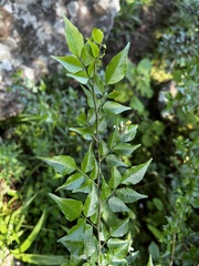 Indigofera natalensis