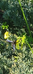 Xylocopa violacea