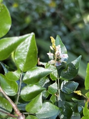 Indigofera natalensis