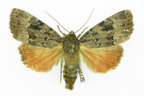 Svensson's Copper Underwing, photo 7 of 9