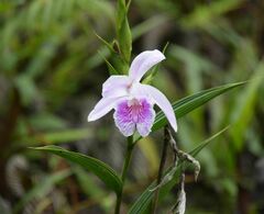 Sobralia rosea
