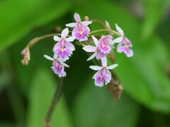 Epidendrum calanthum