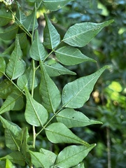 Indigofera natalensis