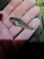 Cottus caeruleomentum