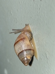 Bulimulus guadalupensis