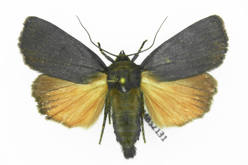 Amphipyra livida
