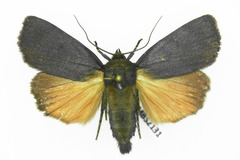 Amphipyra livida