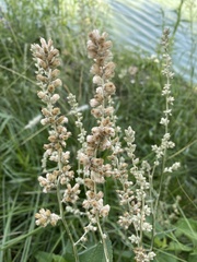 Pterocaulon
