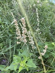 Pterocaulon
