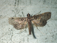 Hydriris ornatalis