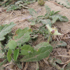 Chamaesaracha sordida