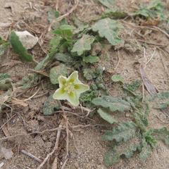 Chamaesaracha sordida