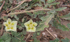 Chamaesaracha sordida